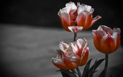 Crisp Close Wallpaper Nature Wallpaper 4K 3872x2420 A, Close-up, Of, Vibrant, Orange, And, White, Tulips, Stands, Out, Against, Blurred, Ultrawide, 4k