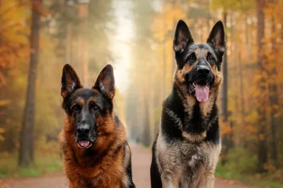 Two German Shepherd Nature Wallpaper 4K 2000x1333 Hd, Desktop, Wallpaper, Featuring, Two, German, Shepherd, Dogs, Shallow, Depth, Field, Set, White, Gray, Ultrawide, Full HD
