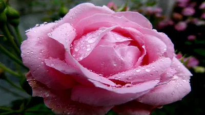 Nature Rose Nature Nature Wallpaper 4K 1920x1080 Nature, Rose, Hd, Desktop, Wallpaper, Background, Image, Gray, White, Ultrawide, Full HD