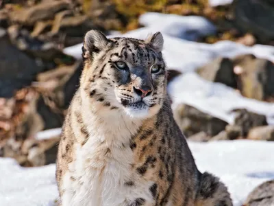 Animal Snow Leopard Animals Wallpaper 4K 1920x1440 Animal, Snow, Leopard, Hd, Desktop, Wallpaper, Background, White, Landscape, Full HD