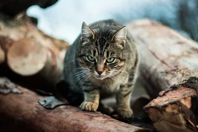 Sleek Tabby Wallpaper Animals Wallpaper 4K 5366x3578 A, Tabby, Cat, With, Striking, Green, Eyes, Stares, Intently, While, Perched, Logs, White, Landscape, 4k