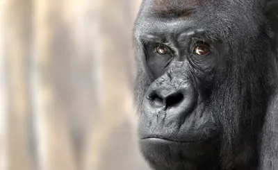 Serene Face Wallpaper Animals Wallpaper 4K 2048x1258 Face, Close-up, Primate, Monkey, Animal, Gorilla, Hd, Desktop, Gray, Ultrawide, Full HD