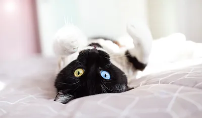 Calm Black Wallpaper Animals Wallpaper 4K 2000x1173 Hd, Pc, Desktop, Wallpaper/background:, Black-and-white, Cat, With, One, Blue, Yellow, Eye, Lying, White, Ultrawide, Full HD
