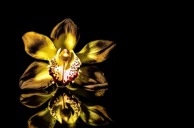 Bold Vibrant Wallpaper Nature Wallpaper 4K 1920x1265 A, Vibrant, Yellow, Orchid, Flower, With, Intricate, Patterns, Reflects, Beautifully, Against, Black, Brown, Ultrawide, Full HD