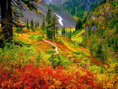 Bold Vivid Wallpaper Nature Wallpaper 4K 2000x1500 A, Vivid, Autumn, Landscape, Featuring, Vibrant, Foliage, Towering, Trees, Winding, Path, Leading, Purple, Orange, Red, Full HD