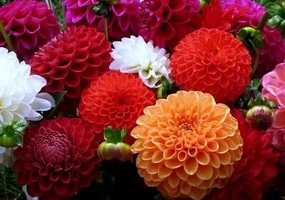 Moody Vibrant Wallpaper Abstract Wallpaper 4K 2816x1982 A, Vibrant, Display, Of, Colorful, Dahlias, In, Shades, Red, Orange, White, Pink, Brown, Landscape, QHD