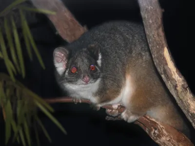 Animal Possum Perched Tree Branch Animals Wallpaper 4K 1600x1200 Hd, Pc, Desktop, Wallpaper, Showing, An, Animal, Possum, Perched, Tree, Branch, Gray, Landscape