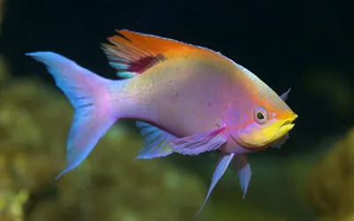 Vibrant Orange Pink Animals Wallpaper 4K 1920x1200 Vibrant, Orange, And, Pink, Fish, Swimming, Against, A, Dark, Captured, Sharp, Detail, Gray, Ultrawide, Full HD
