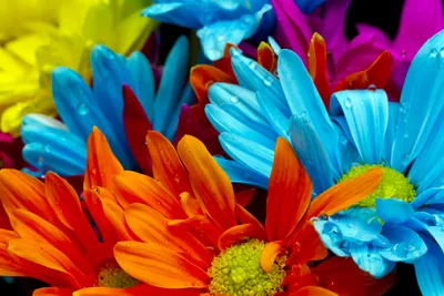 Bright Vibrant Wallpaper Wallpaper 4K, Nature category