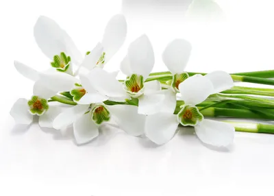 White Flower Nature Nature Wallpaper 4K 3075x2200 White, Flower, Nature, Orchid, Hd, Desktop, Wallpaper, Landscape, QHD