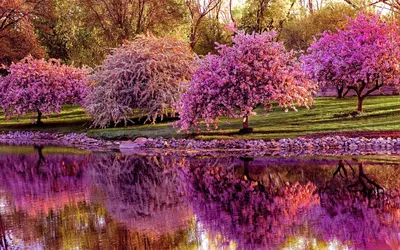 Serene Nature Toledo Ohio Nature Wallpaper 4K 1920x1200 A, Serene, Nature, Scene, In, Toledo, Ohio, Featuring, Vibrant, Pink, Trees, Reflecting, Brown, Gray, Ultrawide, Full HD