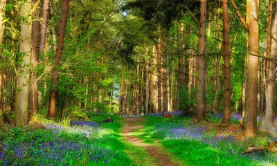 Golden Lush Wallpaper Nature Wallpaper 4K 2000x1200 A, Lush, Green, Forest, Path, Lined, With, Blooming, Flowers, Spring, Featuring, Deer, Brown, Ultrawide, Full HD