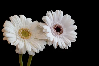 Misty Two Wallpaper Black/Dark Wallpaper 4K 2048x1360 Hd, Pc, Desktop, Wallpaper, Featuring, Two, White, Gerbera, Daisies, Against, Black, Highlighting, Gray, Ultrawide, Full HD