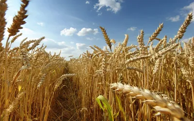Radiant Nature Wallpaper Nature Wallpaper 4K 2560x1600 Nature, Wheat, Hd, Desktop, Wallpaper, Background, Image, Gray, Brown, Ultrawide, QHD