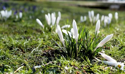 Sleek White Wallpaper Nature Wallpaper 4K 1920x1132 White, Flower, Grass, Nature, Crocus, Hd, Desktop, Gray, Ultrawide, Full HD