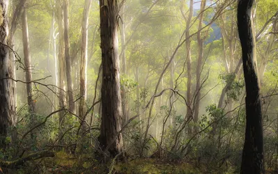 Crisp Lush Wallpaper Nature Wallpaper 4K 2560x1600 Lush, Forest, Of, Tall, Trees, And, Undergrowth, With, Dappled, Sunlight, Nature, Tree, Gray, Ultrawide, QHD