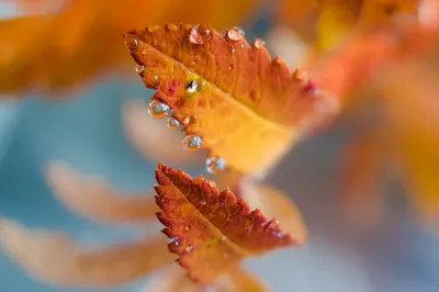 Water Drop Macro Nature Nature Wallpaper 4K 2560x1707 Water, Drop, Macro, Nature, Leaf, Hd, Desktop, Wallpaper, Brown, Gray, Landscape, QHD