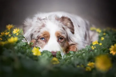 Vibrant Dog Wallpaper Animals Wallpaper 4K 2048x1365 Dog, Animal, Australian, Shepherd, Hd, Desktop, Wallpaper, White, Ultrawide, Full HD