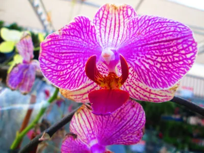 Vibrant Pink Orchid Blossom Veining Abstract Wallpaper 4K 4608x3456 Vibrant, Pink, Orchid, Blossom, With, Intricate, Veining, Against, Soft, Garden, Ultra, Desktop, White, Landscape, 4k