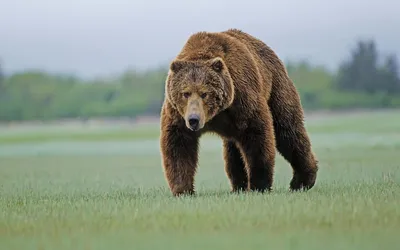 Animal Bear Animals Animals Wallpaper 4K 1920x1200 Animal, Bear, Hd, Desktop, Wallpaper, Background, Image, White, Ultrawide, Full HD
