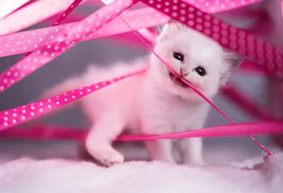 Baby Animal Kitten Cat Animals Wallpaper 4K 2000x1366 Baby, Animal, Kitten, Cat, Hd, Desktop, Wallpaper:, White, Landscape, Full HD