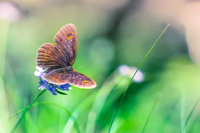 Vivid Macro Wallpaper Animals Wallpaper 4K 2048x1365 Macro, Insect, Animal, Butterfly, Hd, Desktop, Wallpaper, Gray, Ultrawide, Full HD