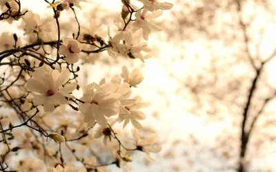 White Blossoms Tree Branches Nature Wallpaper 4K 2560x1600 Hd, Wallpaper, Of, White, Blossoms, On, Tree, Branches, Highlighted, Soft, Warm, Backlight, Ultrawide, QHD
