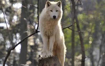 Majestic White Wolf Stands Tree Nature Wallpaper 4K 1920x1200 A, Majestic, White, Wolf, Stands, On, Tree, Stump, Sunlit, Forest, Surrounded, Blurred, Gray, Ultrawide, Full HD