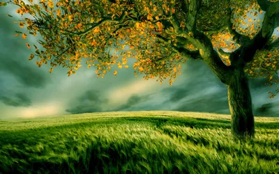Vibrant Autumn Landscape Nature Wallpaper 4K 2560x1600 A, Vibrant, Autumn, Landscape, Featuring, Golden, Tree, Amidst, Lush, Green, Grass, Dramatic, Gray, Ultrawide, QHD