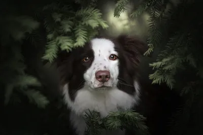 Epic Welsh Wallpaper Animals Wallpaper 4K 2048x1366 Hd, Pc, Wallpaper, A, Welsh, Sheepdog, *dog, Animal, Staring, Through, White, Gray, Landscape, Full HD