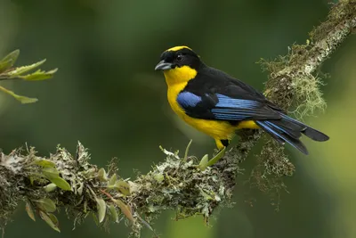 Vibrant Tanager Bird Animals Wallpaper 4K 1920x1280 Hd, Pc, Desktop, Wallpaper, Of, A, Vibrant, Tanager, Bird, Yellow, Black, Plumage, Gray, Brown, Landscape, Full HD