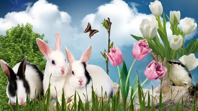 Vibrant Easter Wallpaper Animals Wallpaper 4K 1920x1080 Hd, Easter, Holiday, Desktop, Wallpaper, Featuring, White, And, Black, Rabbits, Pink, Tulips, Ultrawide, Full HD