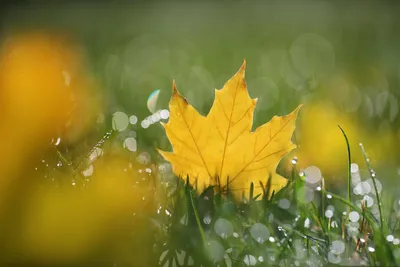 Crisp Yellow Wallpaper Nature Wallpaper 4K 3072x2048 Yellow, Maple, Leaf, Resting, In, Dewy, Grass, With, Soft, Bokeh, Highlights, Fall, Purple, Orange, Landscape, QHD