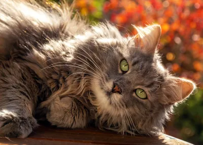 Close Long Haired Gray Animals Wallpaper 4K 4200x3000 Close-up, 4k, Ultra, Hd, Wallpaper, Of, A, Long-haired, Gray, Cat, Green, Eyes, White, Landscape