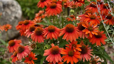 Flower Nature Echinacea Nature Wallpaper 4K 3840x2160 Flower, Nature, Echinacea, Hd, Desktop, Wallpaper, Background, Red, Brown, Ultrawide, 4k