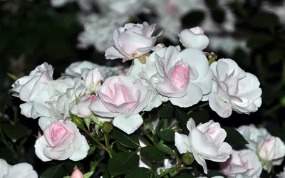 Close Delicate White Roses Soft Wallpaper 4K, Nature category
