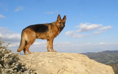 Bold German Wallpaper Nature Wallpaper 4K 2880x1800 A, German, Shepherd, Stands, Majestically, On, Large, Rock, Scenic, View, Mountains, Blue, Gray, Pink, Ultrawide, QHD