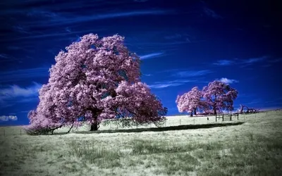 Vibrant Field Two Pink Trees Nature Wallpaper 4K 1920x1200 A, Vibrant, Field, Featuring, Two, Pink, Trees, Under, Deep, Blue, Sky, Creating, Gray, Ultrawide, Full HD