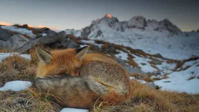 Vivid Curled Wallpaper Nature Wallpaper 4K 1920x1080 Hd, Pc, Desktop, Wallpaper, And, Background, A, Curled, Red, Fox, Animal, Napping, Gray, Ultrawide, Full HD