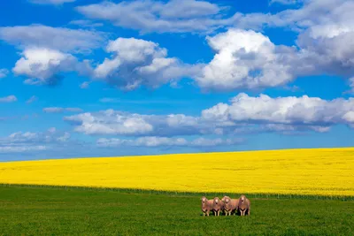 Sleek General Wallpaper Abstract Wallpaper 4K 1500x1000 Wallpaper, General, 1500x1000, Yellow, Purple, Landscape