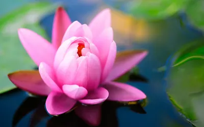 Golden Vibrant Wallpaper Nature Wallpaper 4K 1920x1200 A, Vibrant, Pink, Water, Lily, Blossoms, On, Serene, Pond, Surrounded, Gentle, Green, White, Ultrawide, Full HD