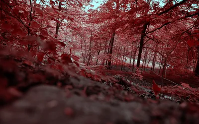 Serene Forest Leaves Turned Red Nature Wallpaper 4K 1680x1050 Hd, Desktop, Wallpaper, Of, A, Serene, Forest, With, Leaves, Turned, Red, Encapsulating, Brown, Gray, Ultrawide