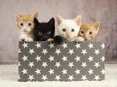 Four Kitten Baby Animals Wallpaper 4K 2000x1500 Hd, Pc, Desktop, Wallpaper, Of, Four, Kitten, Baby, Animals, Two, Orange, One, Gray, Landscape, Full HD