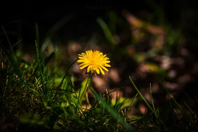 Radiant General Wallpaper Abstract Wallpaper 4K 6240x4160 Wallpaper, General, 6240x4160, Yellow, Purple, Landscape, 4k