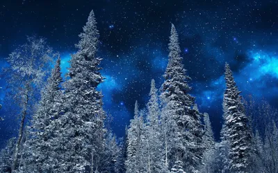Snowy Forest Starry Nature Wallpaper 4K 1920x1200 Hd, Wallpaper, Of, A, Snowy, Forest, Under, Starry, Sky, Tall, Trees, Covered, Gray, Brown, Ultrawide, Full HD