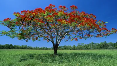 Radiant Vibrant Wallpaper Nature Wallpaper 4K 1920x1080 A, Vibrant, Tree, With, Red, And, Green, Foliage, Stands, Majestically, Against, Blue, Pink, Ultrawide, Full HD