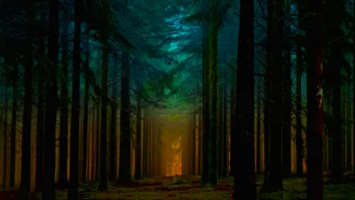 Serene Forest Tall Nature Wallpaper 4K 2048x1152 A, Serene, Forest, Scene, Featuring, Tall, Trees, And, Dappled, Light, Creating, Tranquil, Brown, Ultrawide, Full HD
