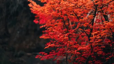 Vivid Red Orange Nature Wallpaper 4K 3840x2160 Vivid, Red, And, Orange, Fall, Foliage, Captured, In, Stunning, Ultra, Creating, Rich, Brown, Ultrawide, 4k