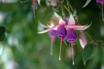 Dreamy Vibrant Wallpaper Nature Wallpaper 4K 2048x1365 A, Vibrant, Fuchsia, Flower, Hangs, Delicately, Against, Lush, Green, Creating, Stunning, Desktop, Gray, Ultrawide, Full HD