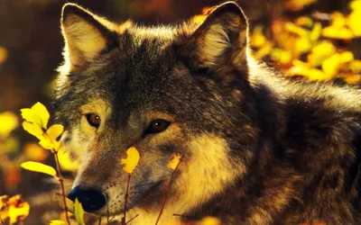 Bright Close Wallpaper Animals Wallpaper 4K 1920x1200 Hd, Pc, Desktop, Wallpaper, Featuring, A, Close-up, Of, Wolf, Surrounded, Yellow, Autumn, Orange, Brown, Ultrawide, Full HD